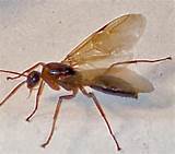 Images of Carpenter Ants San Antonio