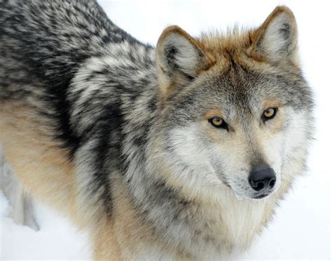 Sperm Banking Revives Endangered Mexican Wolf National