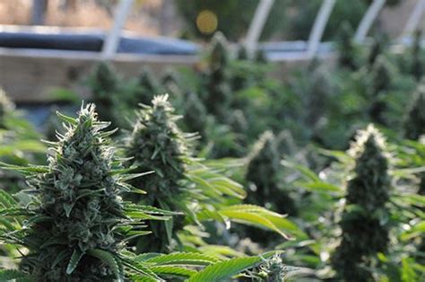 Descubre La Ruta Del Dinafem Team Por Los Cultivos De Cannabis De La Costa Oeste De EEUU De