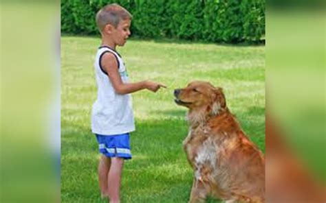 Becoming A Leader For Your Puppy Total Dog Tampa Training Services