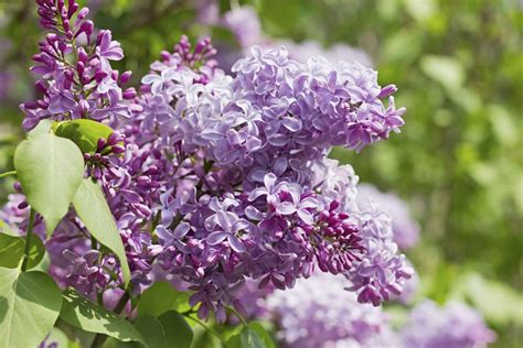 A Close Up Of Fragrant Blooms On A Lilac Shrub Lilac Plant Lilac
