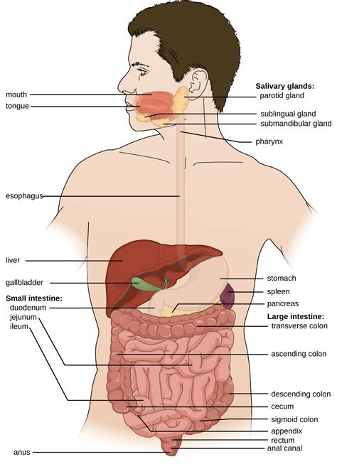 Human digestive system includes gastrointestinal tract and other accessory parts like the liver, intestines, glands, mouth, stomach, gallbladder. Anatomy and Normal Microbiota of the Digestive System ...