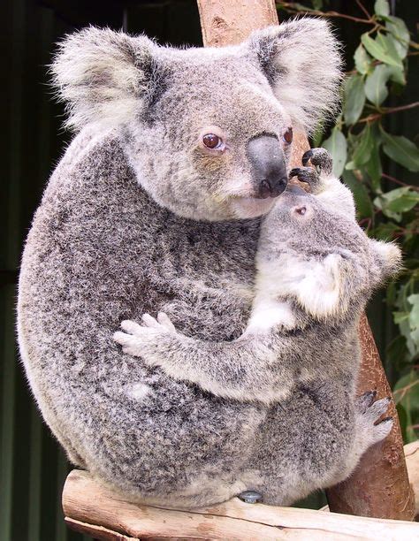Mamá Koala Y Su Bebé Koala Animales Bonitos
