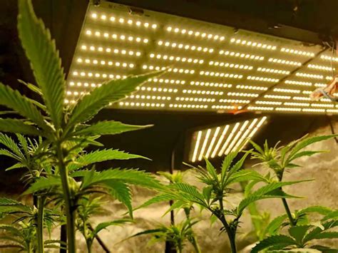 Best Led Grow Lights For Cannabis Under 200 Weedmania420
