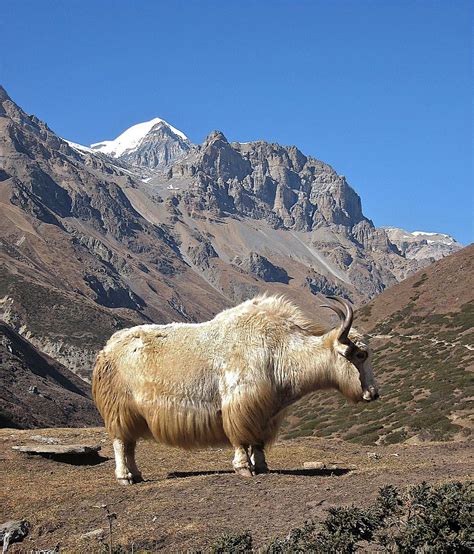 The King Of Himalaya Himalayas Fauna Animals