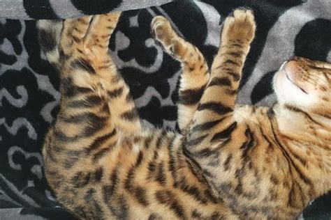 Bengal Kater Zu Verkaufen In Bonn Katzen Kostenlose Kleinanzeigen Bei Quokade