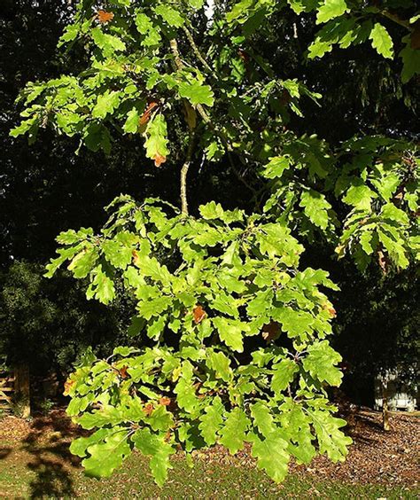 Omeka@CTL | UVM Tree Profiles : White Oak : White Oak Identification