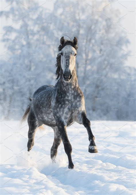 Dapple Grey Horse Run Gallop High Quality Animal Stock Photos