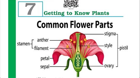 Labelled Diagram Of A Flower Class 6 Class 6 Science Chapter 7