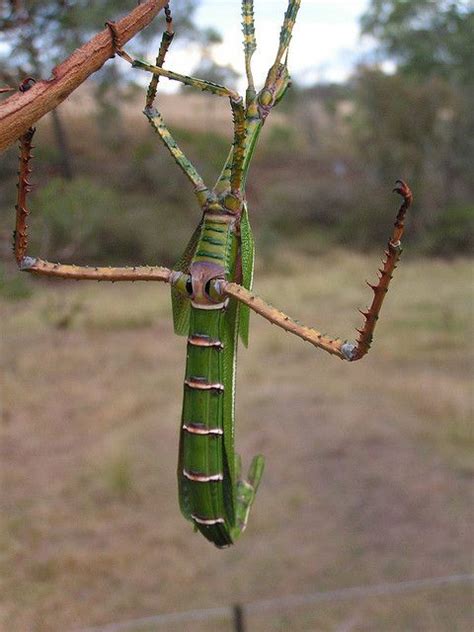 Eurycnema Goliath Goliath Stick Insect Stick Insect Weird Insects