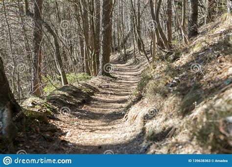 Forest Path In The Beginnig Of The Spring On The Sunny Day Stock Image