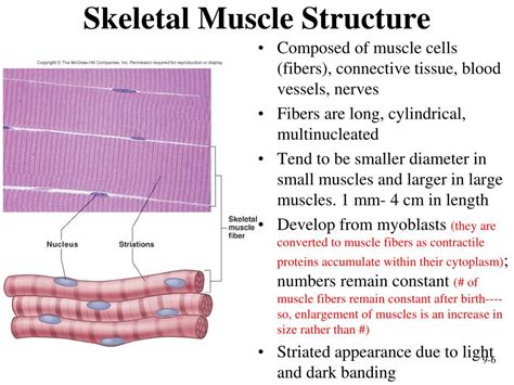 Skeletal Muscle Tissue Structure