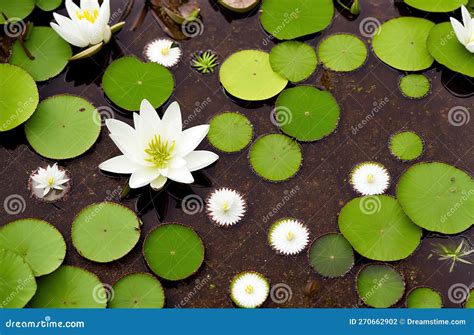 Lilies In The Water Swamp Water Lilies Green Color Stock Illustration