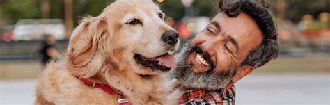 24petwatch 5 Benefits Of Adopting A Senior Dog