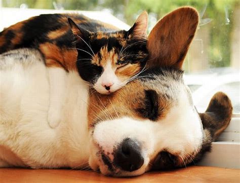 Hilarious Photos Of Cats Sleeping On Dogs