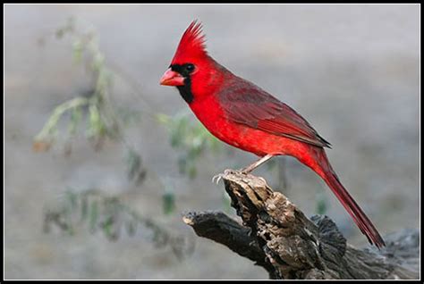Northern Cardinal Texas Cardinals Have Something Special I Flickr