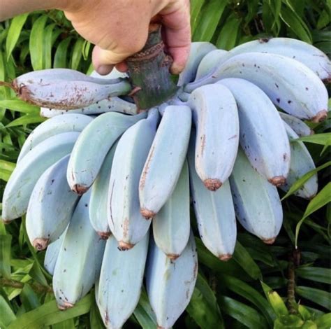 Blue Java The Astonishing Blue Banana That Tastes Like Vanilla