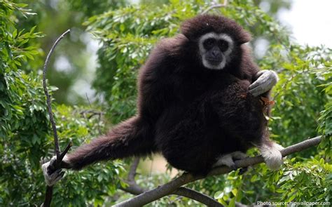 Interesting facts about gibbons | Just Fun Facts
