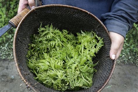 Stepping Up To The Plate Rediscovering Wild Edible Plants For Food