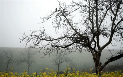 Wallpaper Trees Landscape Nature Branch Morning Mist Blossom