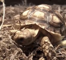 Turtle Tired GIF Turtle Tired Yawning Discover Share GIFs