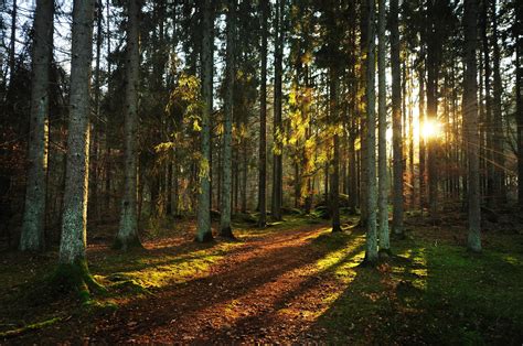 Sunset Forest Background Forest Sunset 118196 High Quality And