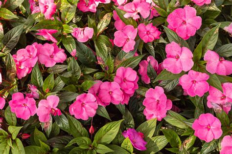 New Guinea Impatiens Plant Care And Growing Guide