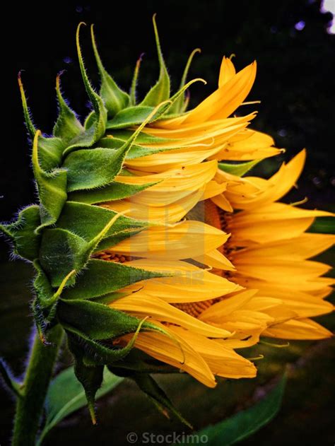 Sideways Sunflower By Stockimo Us3922 Sunflower Images