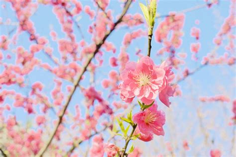 桃の花 Aya Yen Flickr