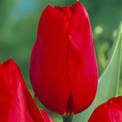 Tulip Bulbs Kingsblood Single Late Great For Bouquets Tulip Bulbs