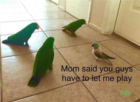 21 Birb Memes For The Bird Lovers Out There Cutesypooh Funny Birds