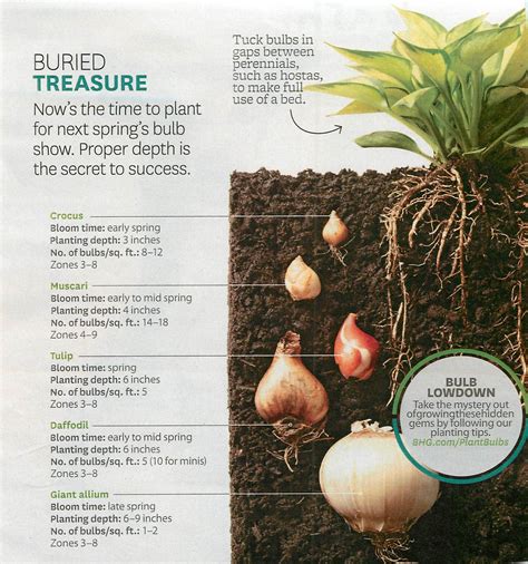 Bulb Planting Guide Hostas Perennials Muscari Spring Bulbs Secret