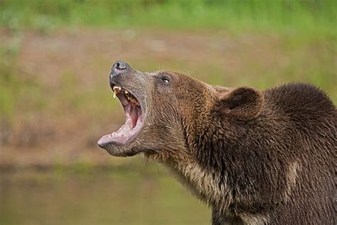 Royalty Free Bear Roar Pictures Images And Stock Photos Istock