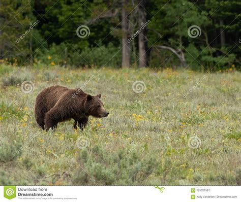 Profile Of Grizzly Bear Shows Her Strength Stock Image