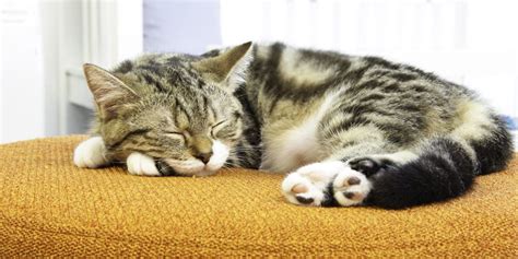 6 Interesting Facts About Your Cats Sleeping Habits