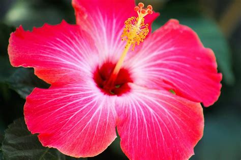 Tropical Pink Hibiscus Photograph By Gayle Berry Pixels