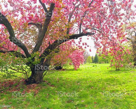 Pink Cherry Blossom Tree Spring In Nj Stock Photo