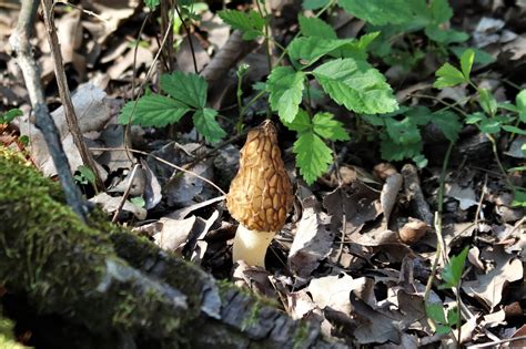 Morel Mushroom In Leaves Free Stock Photo Public Domain Pictures