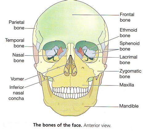 Complete bone fractures may split one. Mr. Scott Nguyen Anatomy Class: Skeletal System 1 ...