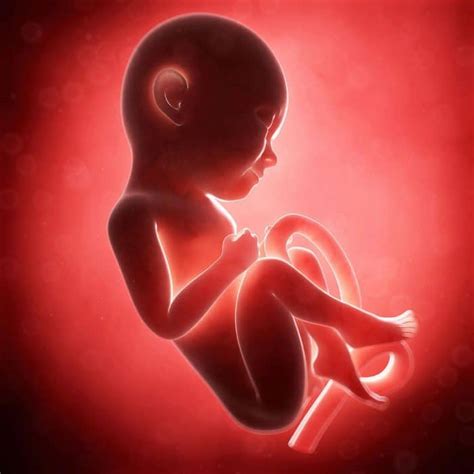 Bebe En El Cuarto Mes De Embarazo Kumpulan Berbagai Skripsi