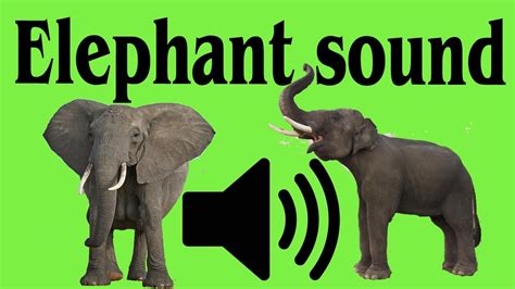 Elephant Noise 2023 Elephant Sounds Rea 2023 L Elephant Sound Effect