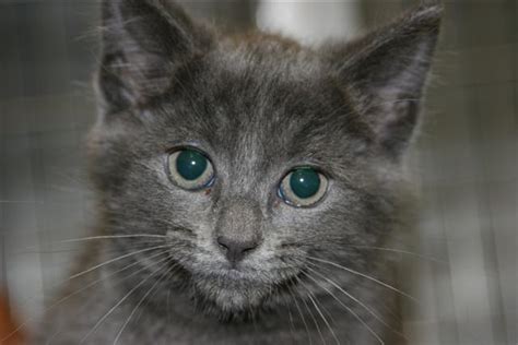 Book an appointment to meet adoptable cats. Cat Adoption