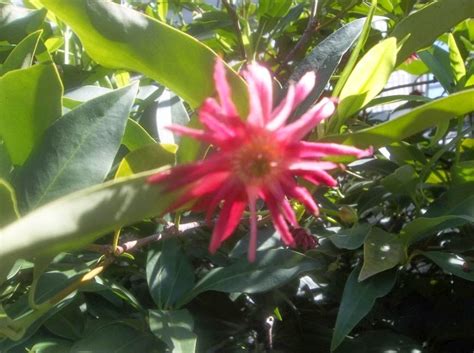 Illicium x woodland ruby is a new hybrid anise tree that is a cross between illicium floridanum from the southeastern u.s. Future Plants by Randy Stewart: Illicium - Anise Tree