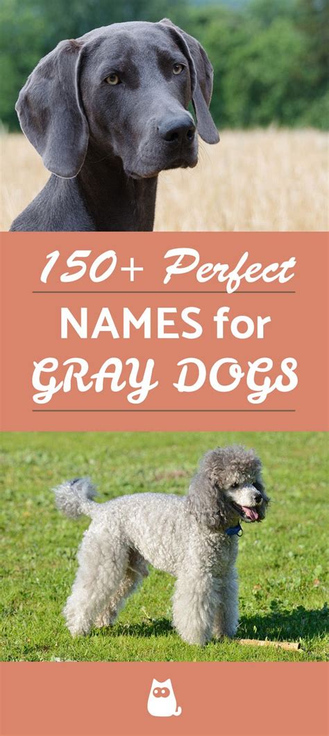 150 Great Names For Gray Dogs Male And Female Grey Dog Dog Names