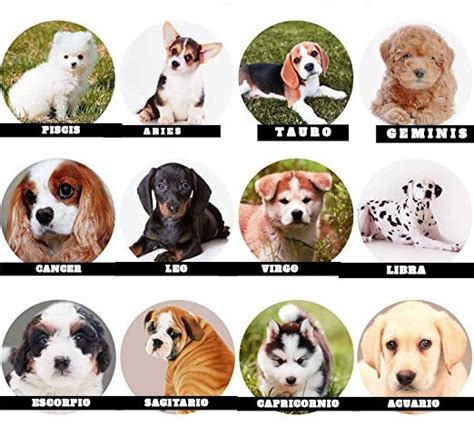 tu perro segÚn tu signo ueu tipos de perros signos del zodiaco perros