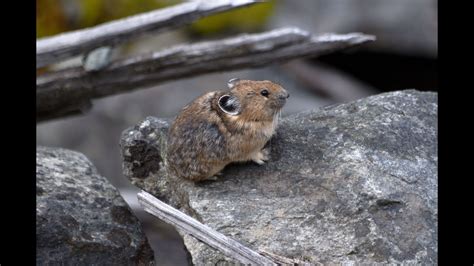 A Pika In The Rockies Youtube