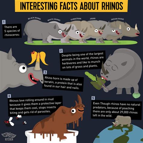 Some Cool Facts About Rhinos Simple Happy Kitchen