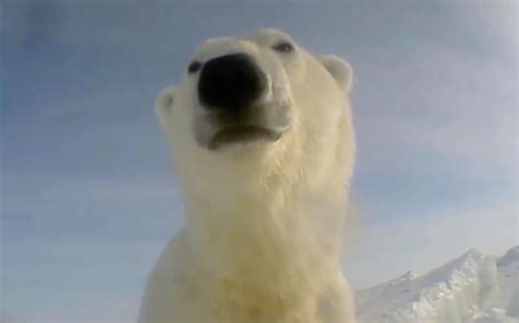 Pov Cameras Give An Insight Into The Life Of Polar Bears
