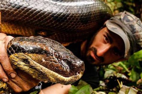 Anaconda Snake Facts Fights Size Length And Attacks Snake Facts