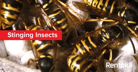 We are the best cheap pest control london pest services for emergency pest control in london. Stinging insects | Rentokil